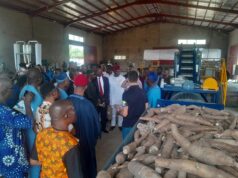 Makinde, AATF launch mechanised cassava production, processing plant