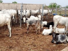 Farmer-herder Conflict: Oyo takes lead in providing solution