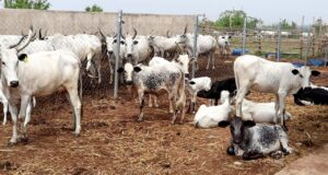 Farmer-herder Conflict: Oyo takes lead in providing solution