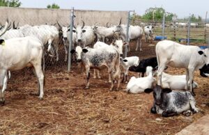 Farmer-herder Conflict: Oyo takes lead in providing solution