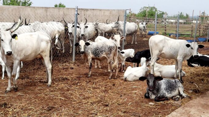 Farmer-herder Conflict: Oyo takes lead in providing solution