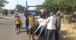 Anti-Open Grazing: Oyo govt nabs herdsman, cattle in Ibadan, to pay N1.7m fine