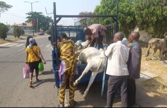 Anti-Open Grazing: Oyo govt nabs herdsman, cattle in Ibadan, to pay N1.7m fine