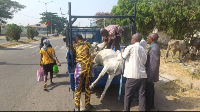 Anti-Open Grazing: Oyo govt nabs herdsman, cattle in Ibadan, to pay N1.7m fine